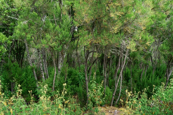 Bosque Inusual Las Laderas Las Montañas Las Inmediaciones Localidad Orotava — Foto de Stock