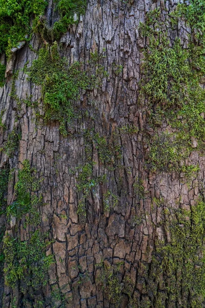 Coaja Unui Copac Bătrân Muşchi Contextul — Fotografie, imagine de stoc