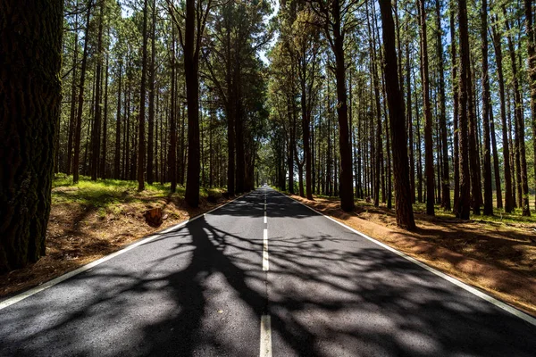 Die Straße Durch Den Bergwald Mehr Als 2000 Meter Teneriffa — Stockfoto