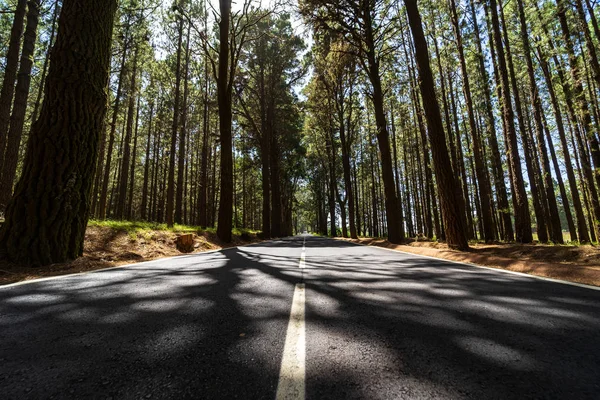 Die Straße Durch Den Bergwald Mehr Als 2000 Meter Teneriffa — Stockfoto