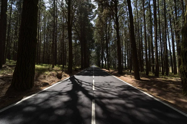 Die Straße Durch Den Bergwald Mehr Als 2000 Meter Teneriffa — Stockfoto