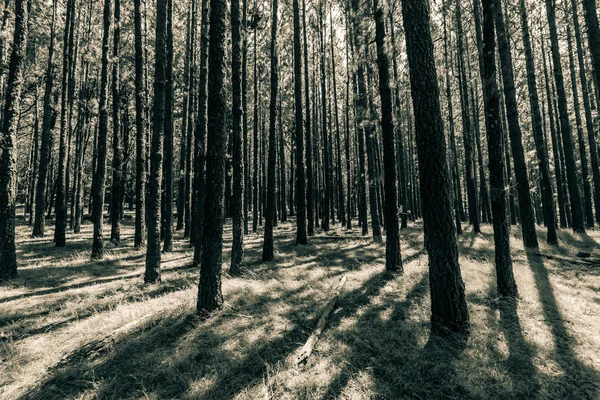 Highland Forest 2000 Meters Background Pine Trees Tenerife Canary Islands Royalty Free Stock Images