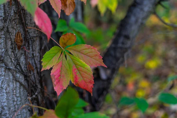 Bright Beautiful Autumn Leaves Branch — Stock Photo, Image