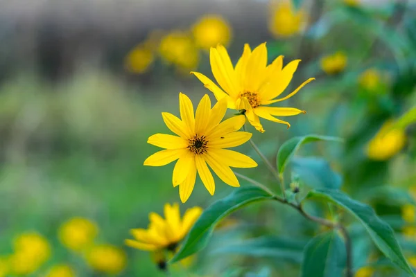 Bloemen Van Decoratieve Plant Maximilian Zonnebloem Helianthus Maximiliani — Stockfoto