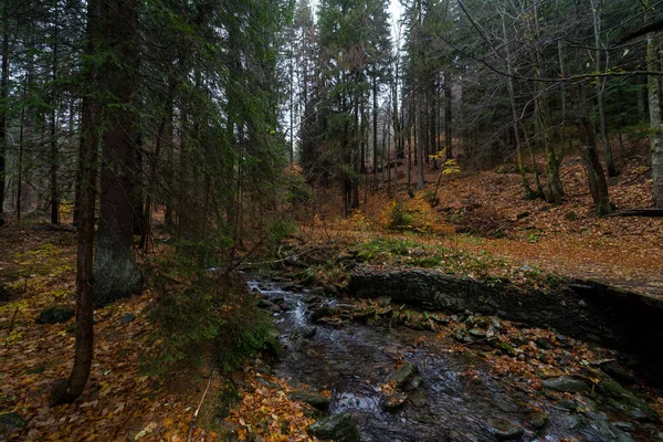 Een Kleine Rivier Herfst Bos Hellingen Van Bergen Krkonoše Reuzengebergte — Stockfoto