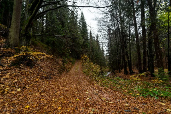 Trilha Caminhadas Floresta Outono Nas Encostas Das Montanhas Krkonose Montanhas — Fotografia de Stock