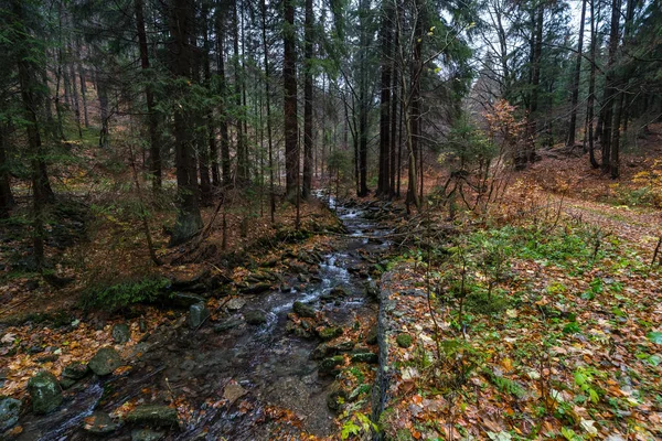 Pequeno Rio Floresta Outono Nas Encostas Das Montanhas Krkonose Montanhas — Fotografia de Stock