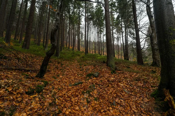 Floresta Outono Nas Encostas Das Montanhas Krkonose Montanhas Gigantes República — Fotografia de Stock