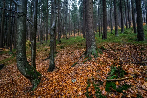 Floresta Outono Nas Encostas Das Montanhas Krkonose Montanhas Gigantes República — Fotografia de Stock