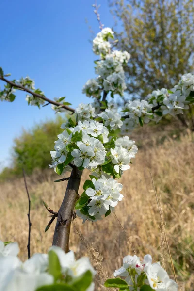 Первые Весенние Цветы Различных Фруктовых Деревьев — стоковое фото