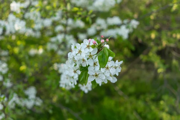 Die Ersten Frühlingsblumen Verschiedener Obstbäume — Stockfoto