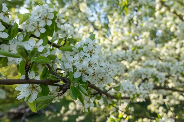 Die Ersten Frühlingsblumen Verschiedener Obstbäume — Stockfoto