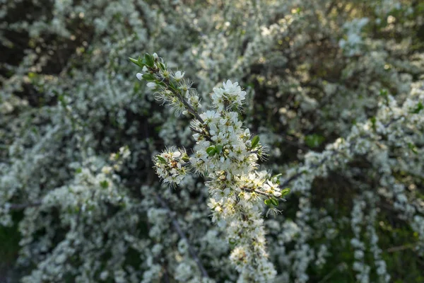 Primeiras Flores Primavera Várias Árvores Fruto — Fotografia de Stock