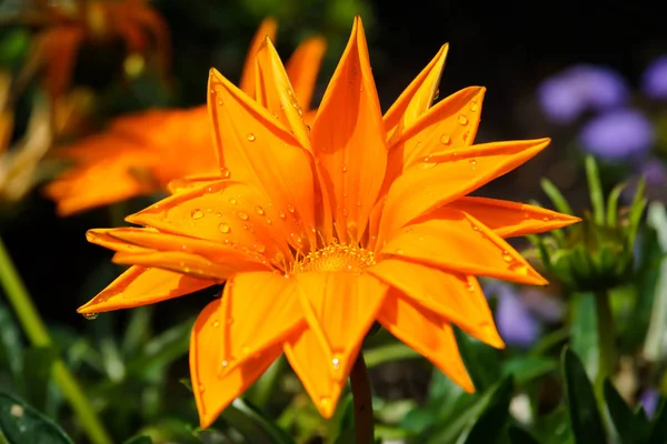 ガザニアの花は花弁に水滴で熟します — ストック写真