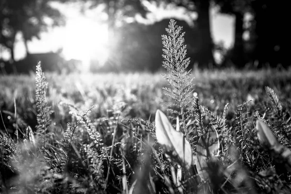 Gras Den Strahlen Des Gegenlichts Nahaufnahme Schwarz Weiß — Stockfoto