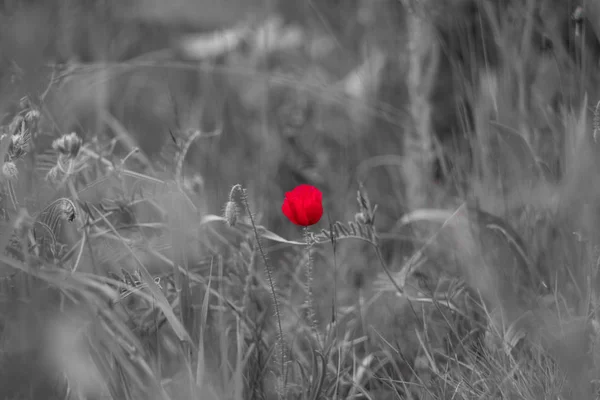Czerwony Kwiat Maku Tonowanie Czarno Białe Czerwone — Zdjęcie stockowe