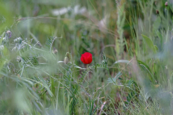 Red Poppy Flower Nature — Stock Photo, Image