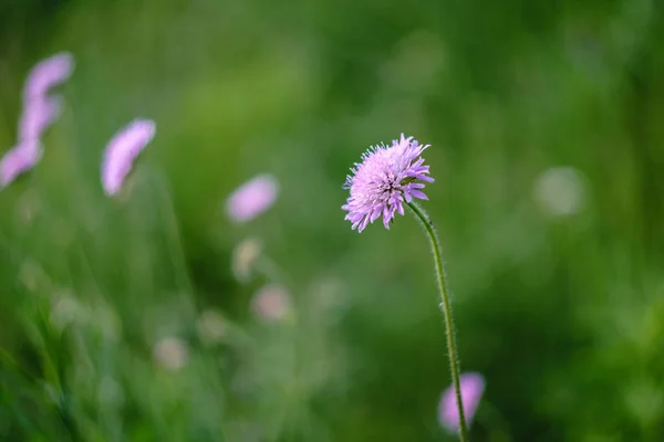Kwiat Dzikiego Kwiatu Knautia Polny — Zdjęcie stockowe