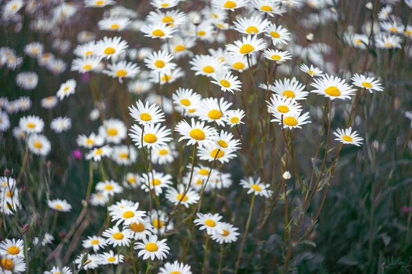 Chamomile Flowers Background Toning Pastel — Stock Photo, Image