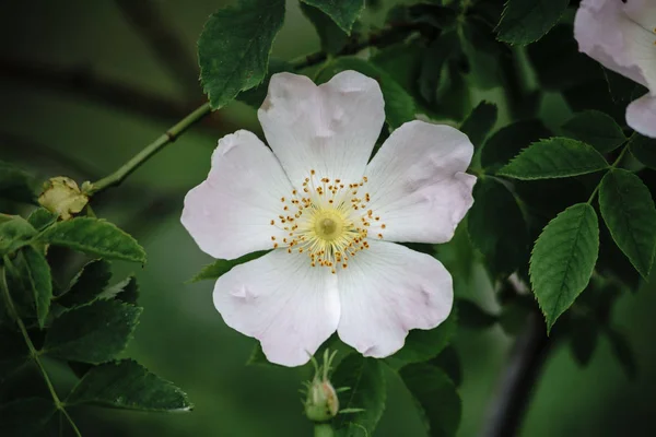 Flowering Wild Rose Hips Close — Stock Photo, Image