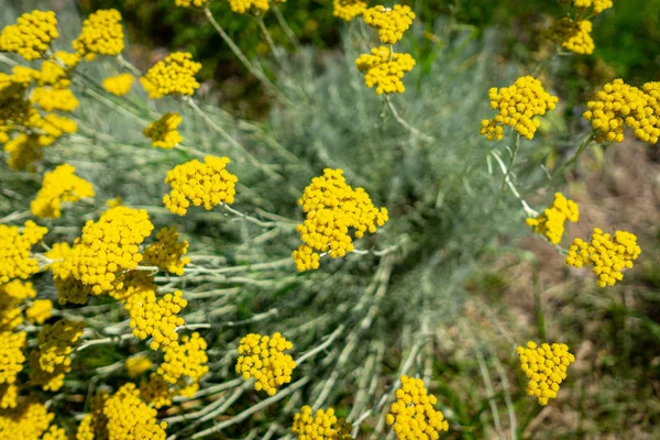 Flowers Achillea Filipendulina Close Background — Stock Photo, Image