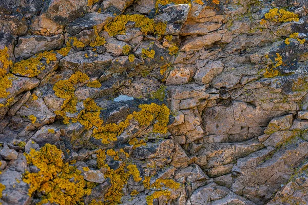 Lichen Del Género Crustose Lichen Stones Contexto —  Fotos de Stock