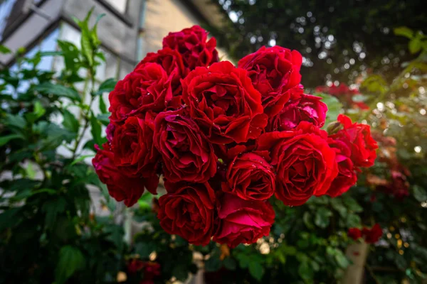 Bush Roses Red Flowers Close — Stock Photo, Image