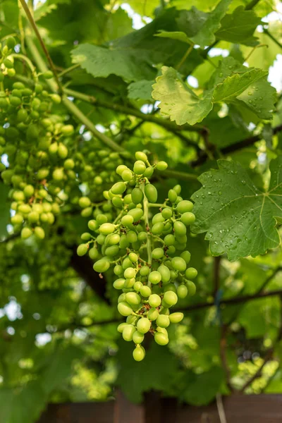 Зеленый Незрелый Виноград Висящий Ветке — стоковое фото