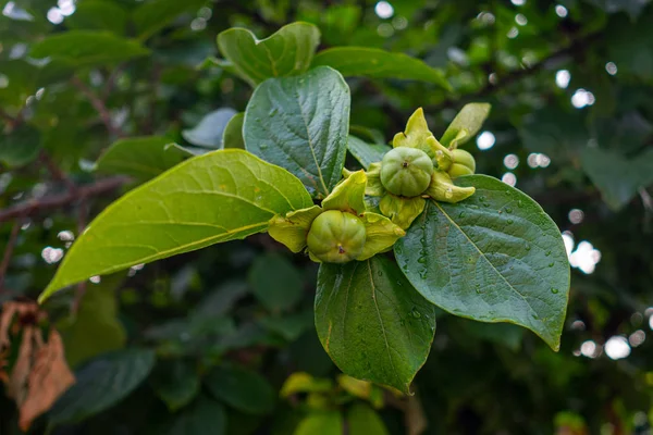 Fruits Unripe Persimmons Hang Branch — Stock Photo, Image