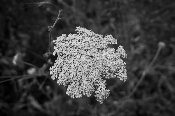 Anthriscus Sylvestris Çiçek Yakın Çekim Siyah Beyaz — Stok fotoğraf