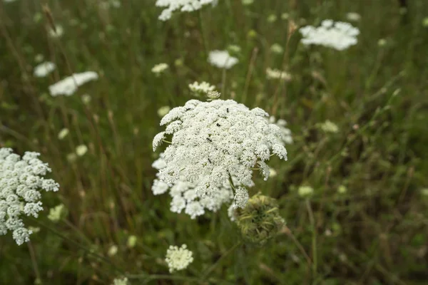 Fiore Anthriscus Sylvestris Primo Piano — Foto Stock