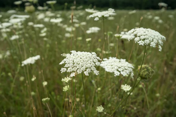 Fiore Anthriscus Sylvestris Primo Piano — Foto Stock