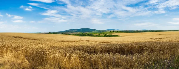 Panoramiczny Widok Pole Pszenicy Tereny Rolne Dojrzałe Uszy Kukurydzy Rozpocznij — Zdjęcie stockowe