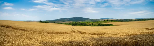Blick Auf Ein Weizenfeld Landwirtschaftliche Flächen Reife Ähren Erntebeginn — Stockfoto