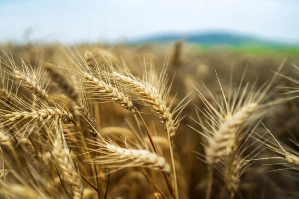 小麦のクローズ アップの熟した耳 — ストック写真