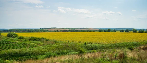 Panoramatický Výhled Kvetoucí Slunečnicové Pole Zemědělské Pozemky — Stock fotografie