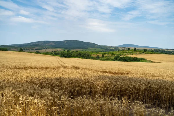 Campo Trigo Motivos Agrícolas Orelhas Maduras Milho Início Colheita Imagem De Stock