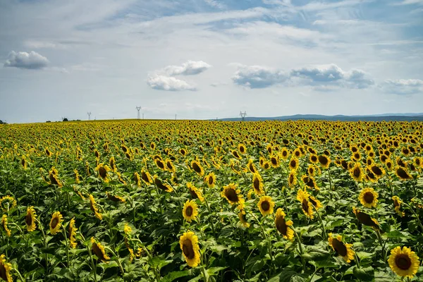 Campo Girassol Florescente Motivos Agrícolas Imagens Royalty-Free