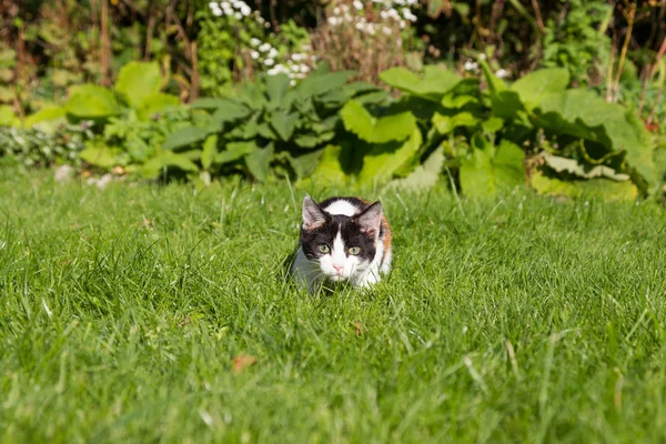 Kitten Berbaring Rumput Siap Untuk Menyerang — Stok Foto