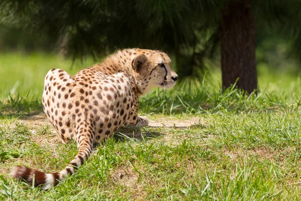 Cheetah in a field — Stock Photo, Image