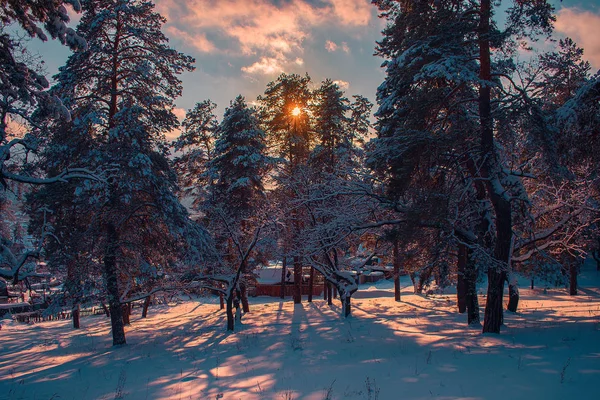 Прогулка Лесу Яркий Солнечный Зимний День Лицензионные Стоковые Изображения