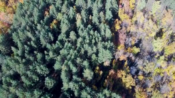 Voo Quadrocopter Sobre Taiga Floresta — Vídeo de Stock