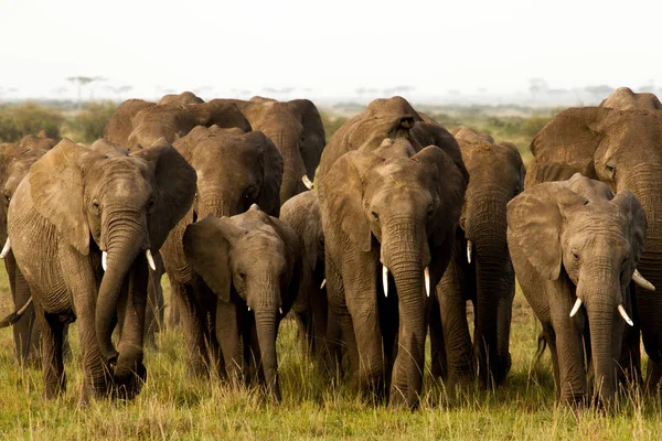 Manada Elefantes Moviéndose Través Del Masai Mara — Foto de Stock