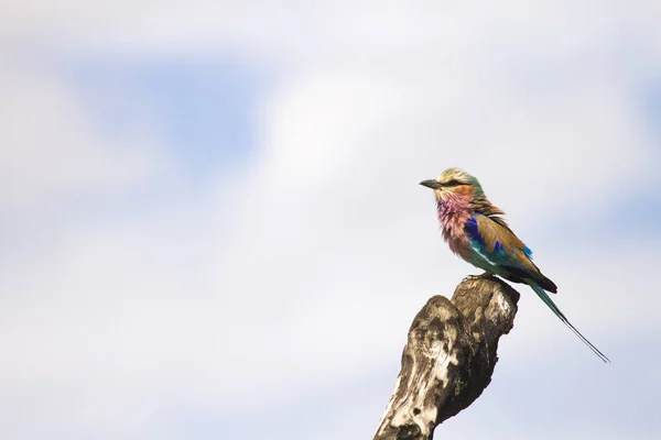 Rouleau Poitrine Lilas Afrique Est — Photo