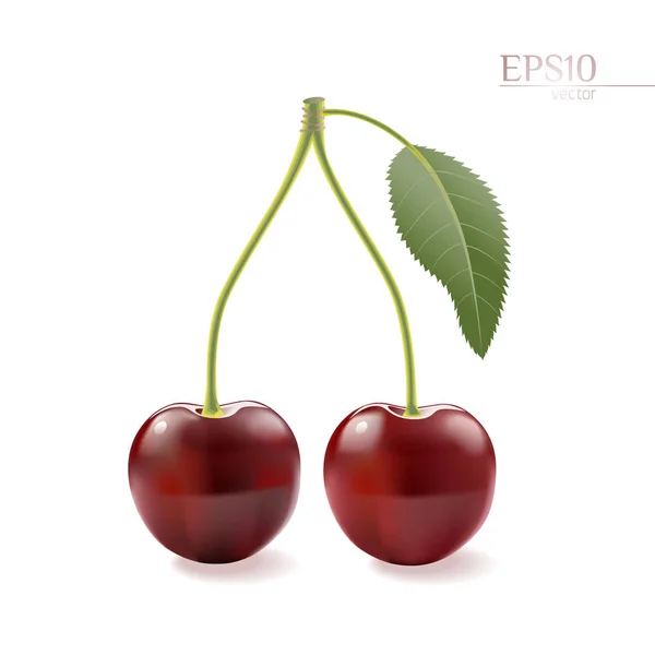 Ripe Cherries Isolated White Background — Stock Vector