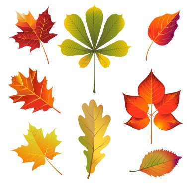 sorunsuz geçmiş sonbahar yaprakları 