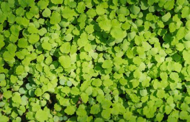 Yaprak yeşil arka plan. Seçici odak.