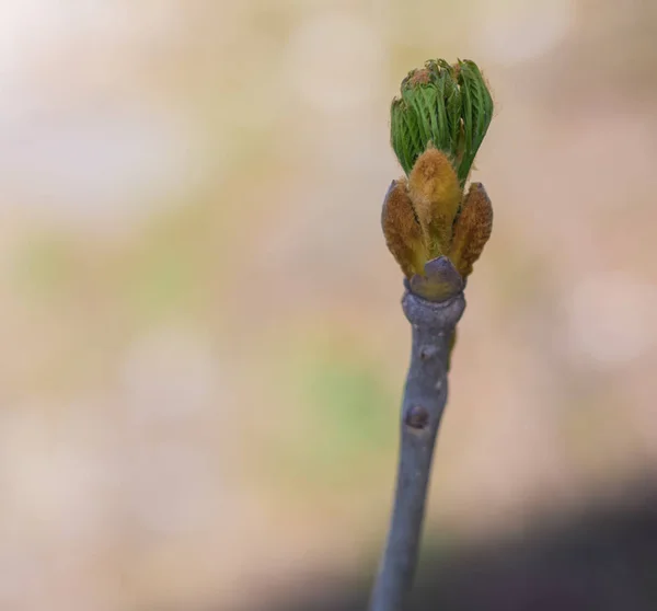 Bourgeon Vert Printemps Mise Point Sélective Avec Faible Profondeur Champ — Photo