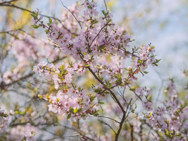樱花盛开 具有浅层深度的选择性聚焦 — 图库照片