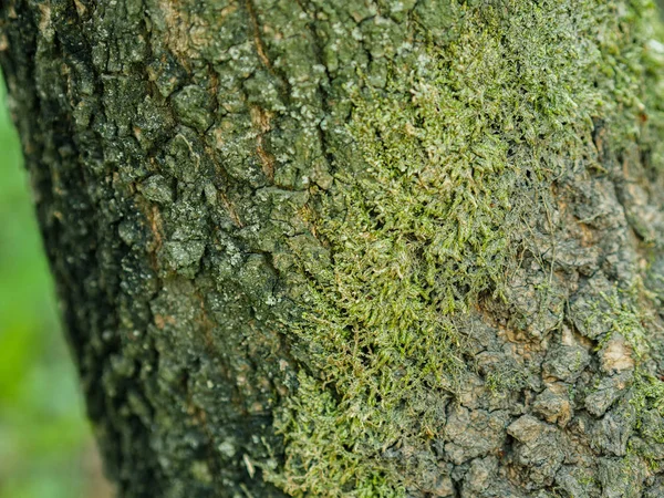 Mousse Verte Sur Arbre Mise Point Sélective Avec Faible Profondeur — Photo